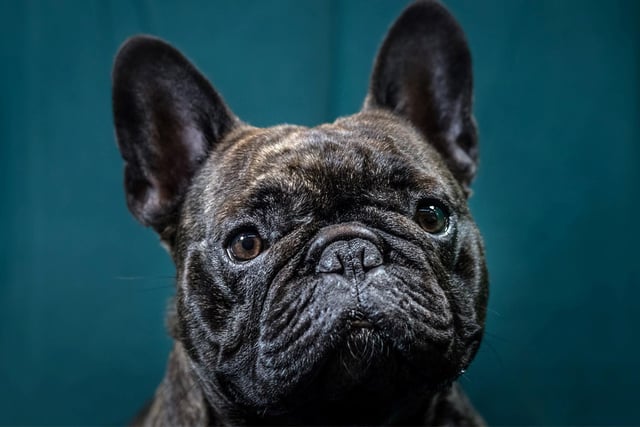 A French Bulldog can take up 8.46%.