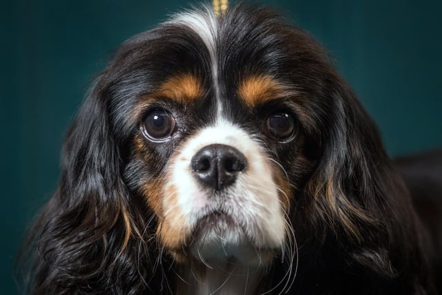 A Cavalier King Charles Spaniel can take up 7.71%.