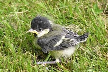 The RSPB remind the public that most baby birds found on the ground, don’t need rescuing – it’s part of the natural fledging process.

(Photo Credit: Fledgling bird by Gerard Harris)