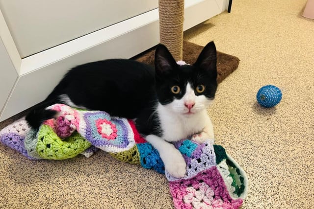 I’m looking for my first forever family who are ready to take on a lovable and energetic kitten who loves causing mischief ♥