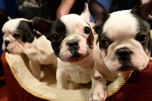 Worst affected by the image-obsessed craze are French Bulldogs - which are only expected to live four-and-a-half years.