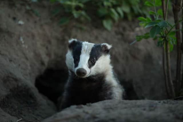 A badger appearing from its sett. (library pic)