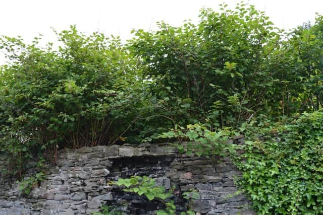 How close is Japanese knotweed to your home? (Photo: Environet UK)
