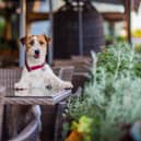 Wakefield comes in at 8th on the index with a score of 56 out of 100 for dog friendly businesses.