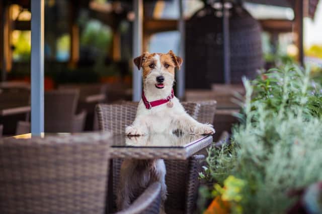 Wakefield comes in at 8th on the index with a score of 56 out of 100 for dog friendly businesses.