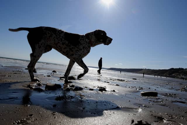 You and your dog can have fun at scores of beaches on the Yorkshire coast.