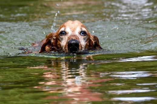 You might think canines are natural-born swimmers, but that isn’t always the case. Some dogs can’t swim because of the way they’re physically built - they don’t have the ability to swim effectively and this poses a threat of drowning and exhaustion. Much of a dog’s ability to swim will depend on its body shape. Brachycephalic breeds, like boxers, bulldogs and Boston terriers have short airwaves, which increase the risk of inhaling water, making them more prone to drowning. Other factors that can influence a dog's ability to swim include a large, heavy chest, short legs and a short muzzle. If your pooch isn’t one of the strongest swimmers, you’ll need to take extra precautions when heading down to the beach, your local river or lake.