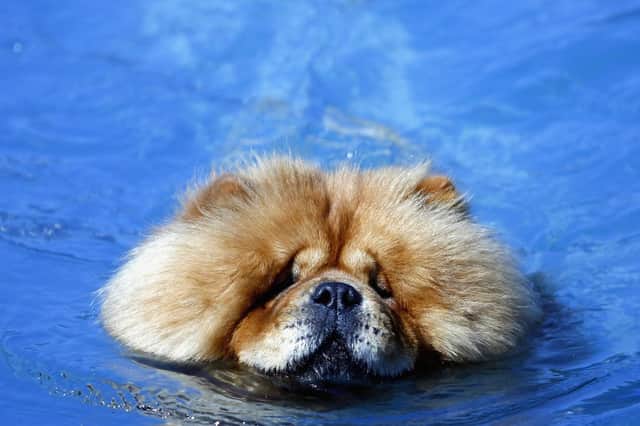 Doggy paddle: 6 things to consider before taking your dog swimming this summer