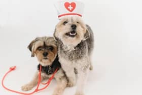 Whilst human CPR is well taught, with the recent announcement of its addition to the school curriculum, there’s far more to be done to ensure that people are just as clued up on CPR for their dogs.