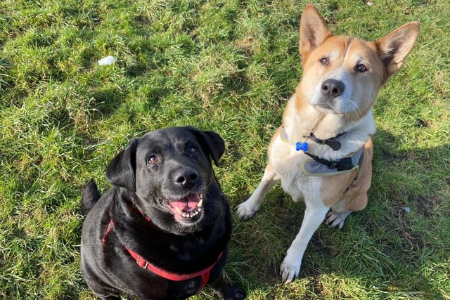 Darcy is a nine-year-old Labrador currently working to shed some pounds! She gets super excited when she sees anyone, whether that be for the first time or 100th time, she'll always come over to say ‘hello’.
Isla is a 10-year-old Akita who loves walking, exploring and finding lots of new sniffing opportunities. She loves giving her favourite people fuss, attention and kisses and likes a cuddle on the sofa ♥. 
They have grown up together and hope to find a family that have room for two big hearts.