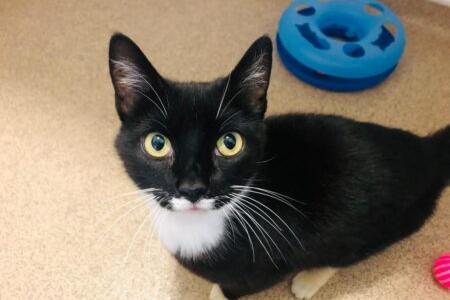 Hi there, I’m Daisy. I'm a friendly petite girl with a loving personality. I love to run around with my favourite toys and I won’t ever say no to a Dreamie or pilchard! The best part of my day is when the volunteers come talk to me, I just meow along with them and talk about my day.