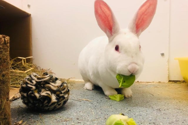 Hi there, I’m Russell and I'm a Mini Rex rabbit. I'm a happy-go-lucky sort of guy and love a good mooch. I’m super confident and will happily come up to you and say hello. Once you get the sniff of approval, I’ll be all over you for fuss and attention! I love it when the volunteers visit me, I’ll always greet them at the door, I’m even quicker on my feet when I see them with my favourite greens – spinach!