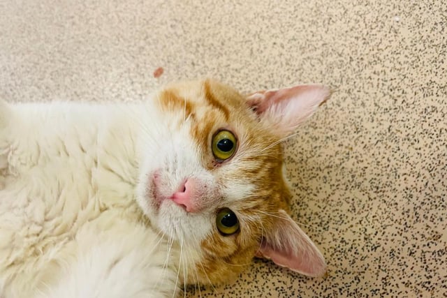 Hi there, I’m Trent. I have undergone a lot of vet treatment but I am on the road to recovery and ready to find my new forever home and family ♥. I am a super friendly and affectionate boy who loves all the fuss and attention the team and volunteers give me – I reckon I’m everyone’s favourite!
