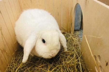 Hi there, I’m Zazu. I’m a very chilled out Lop rabbit and just love having a bit of a potter around. I also love to have a good ol’ snooze and have my head stroked, I always find the most unusual spots to rest my head, the chair leg being my favourite so far! I’m a big fan of chewing cardboard, along with lots of yummy hay and plenty of greens!