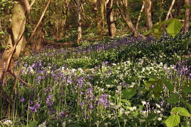 Heald Wood, Castleford, bluebells and wild garlic, by David Pickersgill.