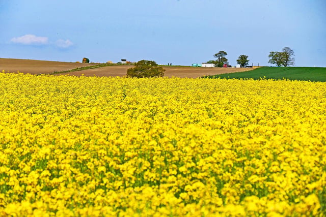 Oil seed rape field on the outskirts of Pontefract, by Steve Riley.