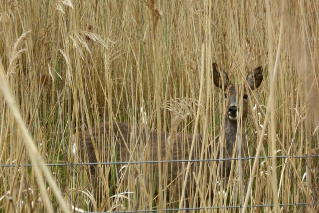 A young deer peeking through the reeds at Fairburn Ings Nature Reserve, by Derek Dye.