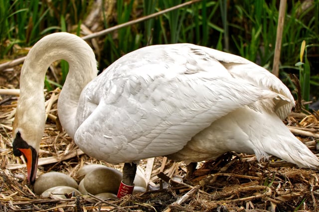 Nesting swan on Nostell Lower Lake, by Eric Houlder.