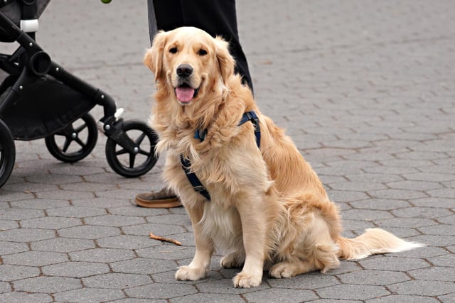 Just like their Labrador cousins, the Golden Retriever lives to love humans - forming particularly strong and affectionate bonds with children.