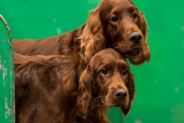 The noble-looking Irish Setter is an outgoing and sweet-natured breed that loves big long walks and plenty of cuddles.