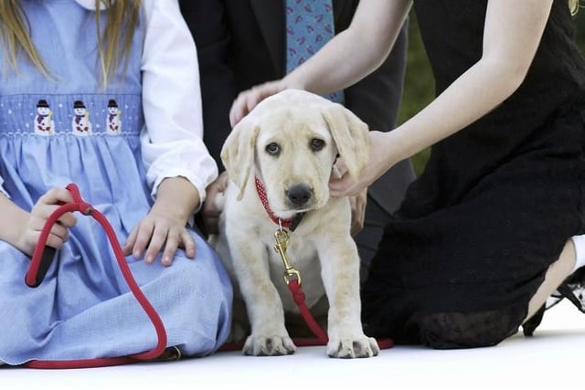When it comes to the dogs most suited to families with youngsters, there's one particular top dog. Not content with just being the most popular dog in the UK, the Labrador Retriever is also the most child-friendly - thanks to their gentle, loving and outgoing nature.