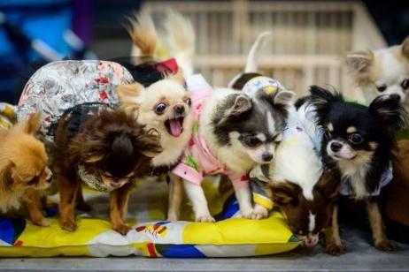 They may be small, but Chihuahuas can be fairly aggressive if their personal space is invaded and are liable to snap - a recipe for disaster for curious toddlers.