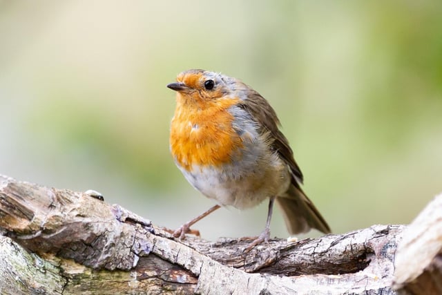 Blackbird, woodpigeon and house sparrow were the top three most-recorded species on last year’s Creature Count, with robin, starling, blue tit and dunnock joining them in the top ten.