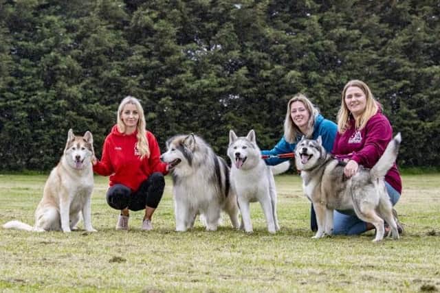 Dog rescue charity 8 Below Husky Rescue is fighting to educate owners on how best to care for their pets.