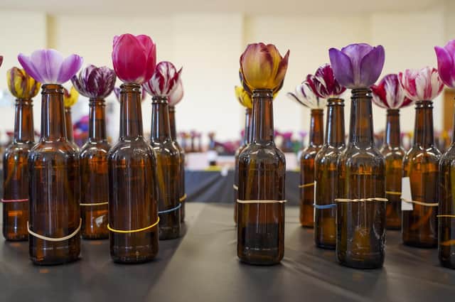 A proud array of tulips displayed in the traditional beer bottles.