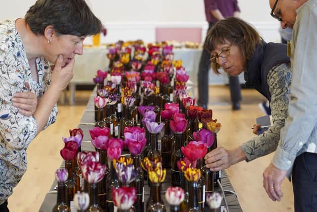 Judges ponder the blooms at the tulip society show.