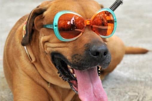 Burnt paws, sunstroke and dehydration - the dog breeds that are most prone to suffer in the heat and how to keep them safe this summer