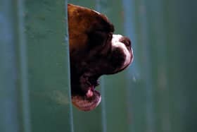 Barking is a normal dog behaviour, and your dog may be trying to communicate emotion, being territorial or just trying to grab your attention.