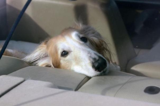 Cars can heat up within minutes, so never leave your dog alone in a car, even if all the windows are open. The temperature inside of a parked car can increase rapidly, leading to dogs becoming dehydrated within moments. If you see a dog alone in a car on a hot day, you should call 999.