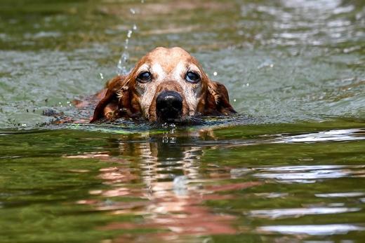 If there’s blue-green algae floating on an area of water, keep your dog away from going in to cool off. This is highly toxic and can cause diarrhea, nausea and breathing difficulties. Blue-green algae can make the water appear green or blueish, or in brown clumps. If you’re even slightly worried that the water might contain the algae, it’s best to steer clear of it.