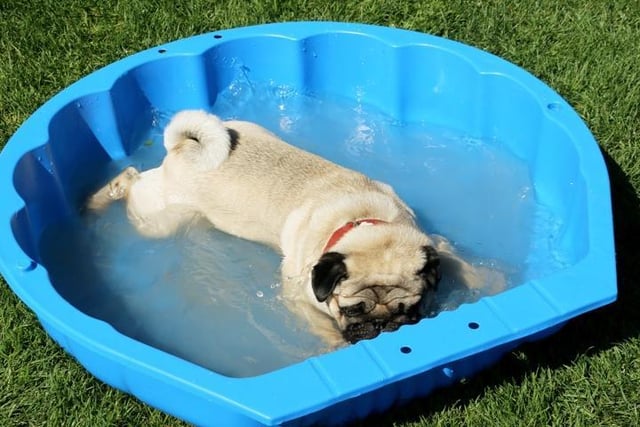 While your pooch might not be able to exercise in the middle of the day outside, don’t prevent them from having their play time! Invest in a paddling pool, or even a hose for them to play with, so they can splash about in the water and have endless fun.