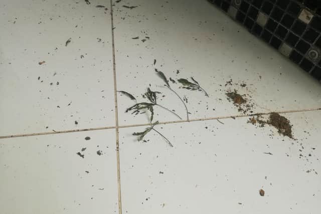 The remains of cannabis plants on the bathroom floor.