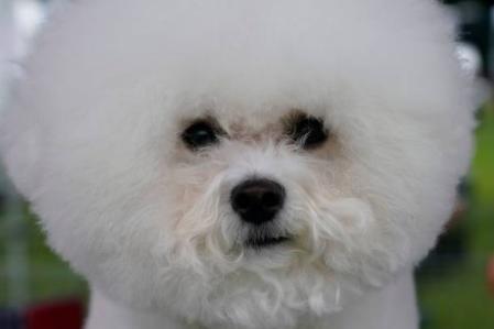 Historically the Bichon Frise was accustomed to being pampered by French royalty, so it perhaps makes sense that they are well-known for their cheery disposition. With a broad smile and adorable fluffy coat, they tend to make their human families happy too.
