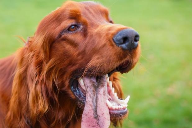 Another dog that is cheeriest while exercising, Irish Setters never get tired of playing with their families, a constantly-wagging tail demonstrating just how happy they are. Their distinctive red colour made them easy for hunters to see when using them to help find game.