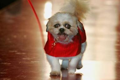 Cute and playful Shih Tzu dogs can live for up to 18 years, but average closer to 13.