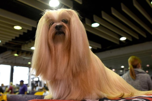 Originally hailing from Tibet, the Lhasa Apso tends to live for around 14 years, but they are another breed that have been known to reach the double decade.