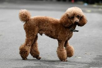 While Standard Poodles and Miniature Poodles both live relatively long lives, the Toy Poodle outdoes them both with a lifespan of up to 18 years.