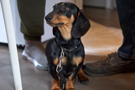 Both the smooth haired and long haired varieties of Dachshund live for between 12-17 years - with one record-breaker called Chanel reaching the age of 21.