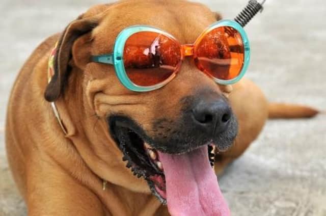 A heatwave is on its way this weekend, and whilst the warmer weather and long days provide us with even more possibilities for fun with our furry friends, it’s essential that we keep them hydrated and healthy as temperatures rise.
