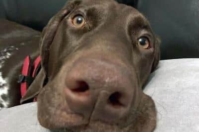 Thirteen-month-old German Shorthaired Pointer Murphy needed nine days of intensive care at Paragon Veterinary Referrals, in Wakefield, after falling ill with parvovirus while his owners were on holiday in Tenerife.