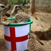 A group of "mystic'' meerkats say the Three Lionesses will win on Sunday. (SWNS)