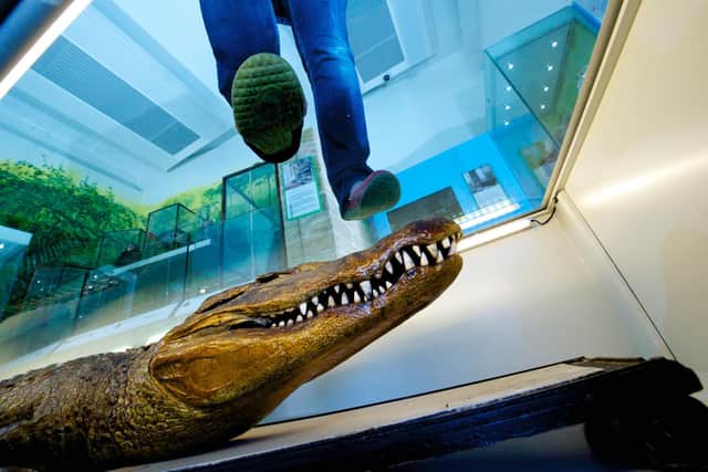 Charles Waterton's caiman is on display at Wakefield Museum.