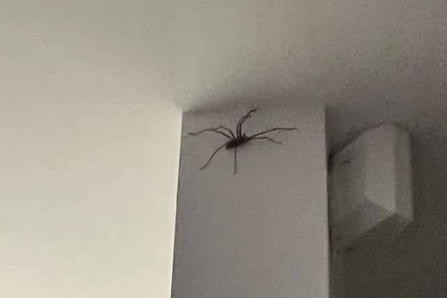This was shared by Phil Adamson-Tennant who said: "Saw this last week in my house...size of that, I should have been charging him rent!"