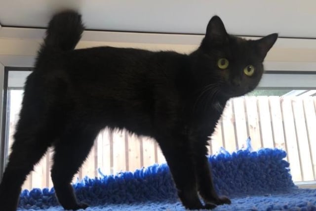 Toothless is a female domestic short hair cat who is around one-and-a-half years old. She has reared her kittens and is ready for a forever home. She has grown in confidence since arriving at the centre, but can still be a bit shy to begin with. She would prefer an adult only household.