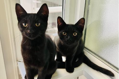 Best pals and brothers, Melvin and Kelvin, are about six months old, Bengal X. They would love to go to a family home that will take in their mischievous behaviour and join in their fun and games. They are a bit nervy of people's sudden and quick movements, so would love a family with kids that have experience with cats like them.