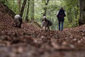 Here's everything you need to know to keep your dog safe on autumn walks, thanks to the Kennel Club.